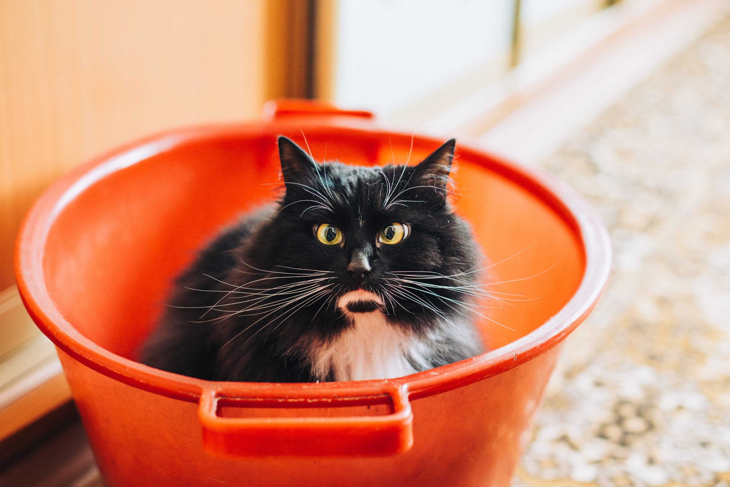 桶猫